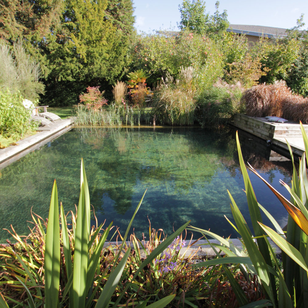 Organic Swimming Natural Pool Pond
